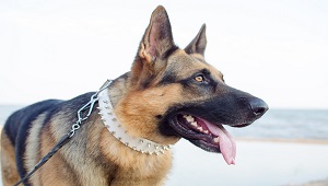 Training Collar-2.jpg